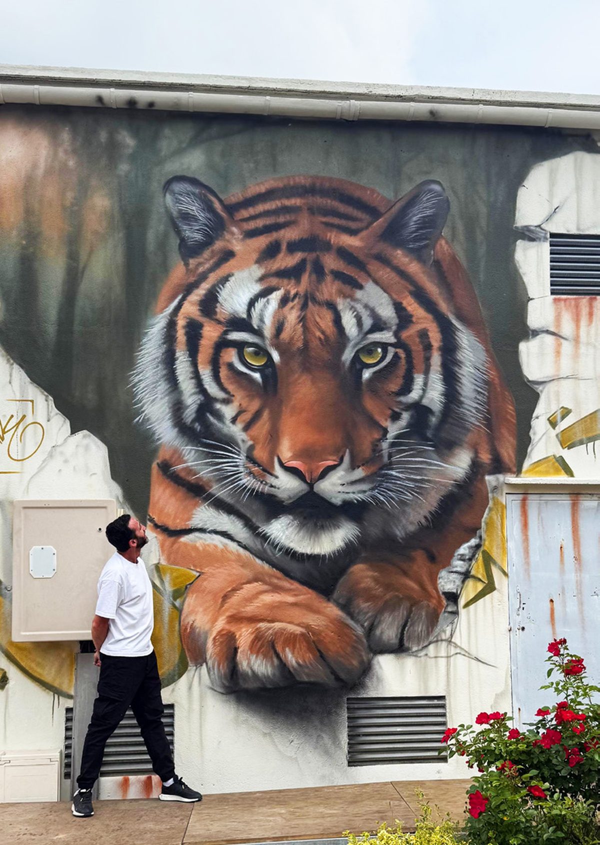Star 97 devant une fresque de tigre hyperréaliste